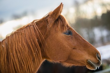 In profile portrait of chestnut horse standing in a pasture on a sunny winter day, snowflakes on mane and muzzle, blurry white, blue, brown background