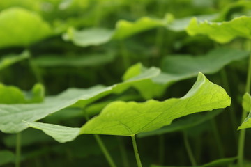 leaves and perspective