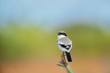 Shrike on a Palm