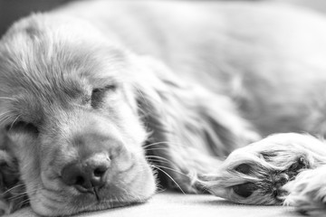 3 Month Old Cocker Spaniel Sleeping - Black & White