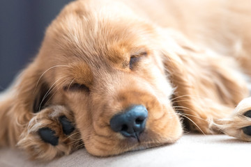 3 Month Old Cocker Spaniel Sleeping