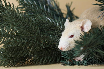 The rat is a symbol Of the new year 2020. Decorative Rat breed Husky sits on the branches of an artificial Christmas tree