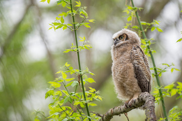 Fluffy Owlet