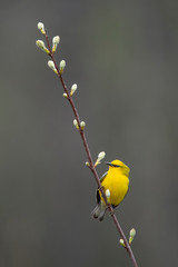 Blue-Winged Warbler with Spring Buds