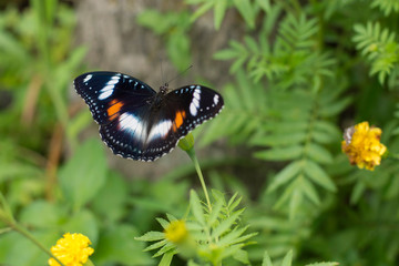 butterflies in a beautiful flower garden
