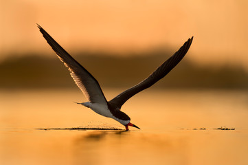 Skimming at Sunrise