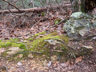 Rocks and trees along the trail to Salt Creek Falls in the Talladega National Forest in Alabama, USA