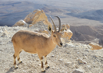 goat at the mountains of Mitzpe Ramon Israel  , on the way to Eilat . South Desert of Israel  ,close up 