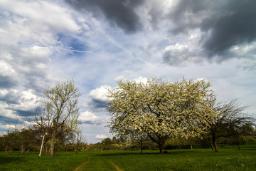 Frühling wird kommen