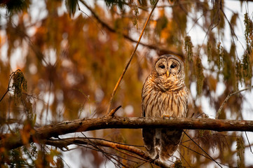 First Light Barred Owl