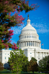 Scenic blue sky view of the dome of the US Capitol Building framed by summer greenery in bright midday sun in Washington DC, USA