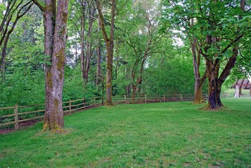 trees in the park