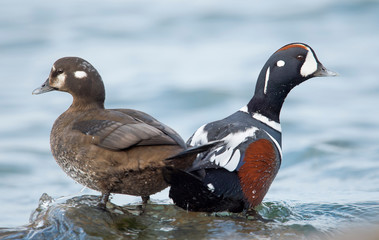 Fototapeta premium Harlequin Duck Pair