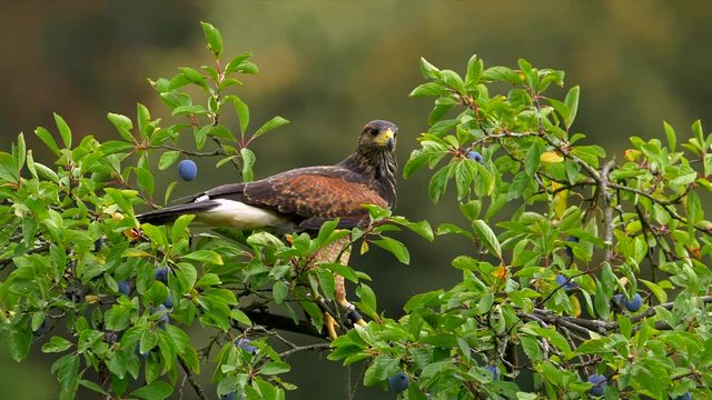 Harris's hawk taking off