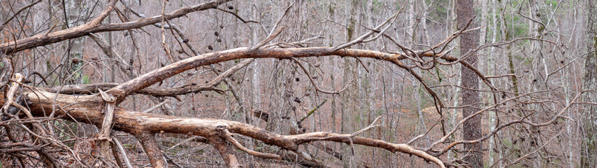 Fallen tree near trail to Salt Creek Falls in the Talladega National Forest in Alabama, USA