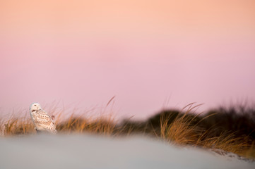 Snowy Owl at Dawn