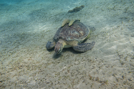 Sea turtle with two remora fishes on its shell grazing sea grass on the sandy seabed of the bay of Abu Dabbab in the Red Sea in Egypt