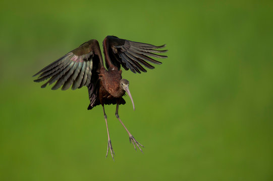 Incoming Glossy Ibis