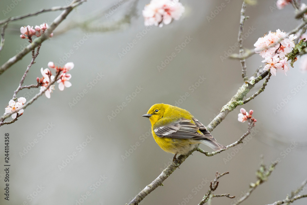 Canvas Prints Pine Warbler with Pink Flowers