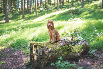 Cocker Spaniel photoshoot on a dead tree in the peak district