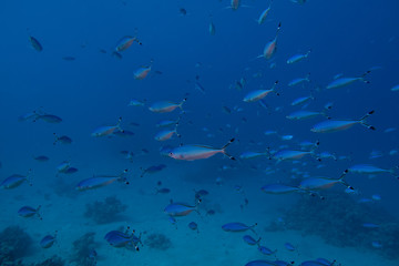 Large school of Red Sea Fusilier fishes in the bay of Abu Dabbab in Egypt