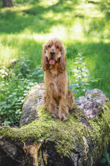 Cocker Spaniel Walk in the Peak District