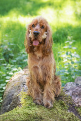 Cocker Spaniel Walk in the Peak District