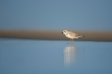Smooth Piping Plover