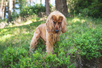 Fototapeta premium Cocker Spaniel Walk in the Peak District