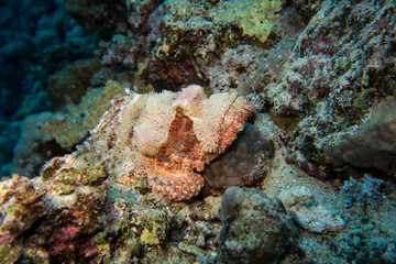 Fototapeta na wymiar Perfectly camouflaged and disguised stone fish or Skorpions fish ambushing smaller fishes in the red Sea in Egypt