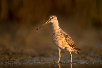 Dowitcher Portrait