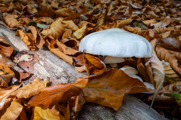 Porcelain fungus among dead beech leaves
