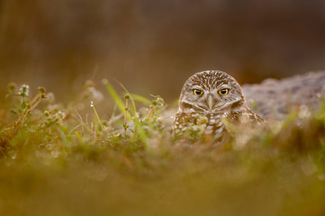 Owl Peeking from the Burrow
