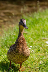 Ducks