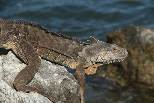 A brown colored green iguana taking a sun bath on the Florida Keys as all reptiles are in need of external heat sources to control the warmth of their body temperature