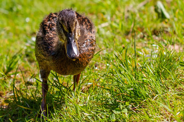 Ducks