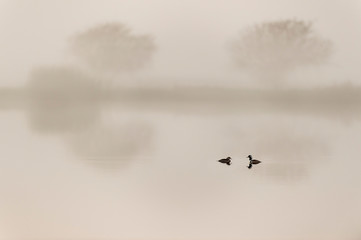 Hooded Merganser Pair in the Morning Fog