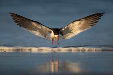 Black Skimmer Landing