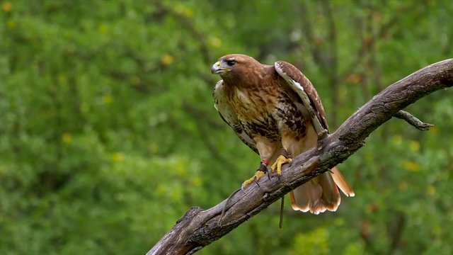 Red-tailed hawk (Buteo jamaicensis) taking off