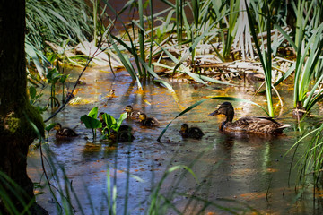 Ducks