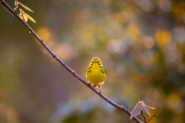 Glowing Prairie Warbler