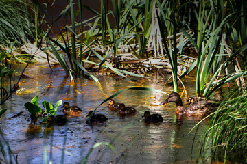 Ducks