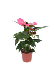 pink flower plant in a pot isolated on white