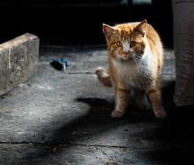 Obraz premium cat on the roof