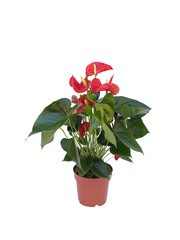 red flower plant in a pot isolated on white background