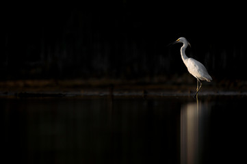 Black and White Snowy Egret