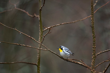 Yellow-throated Boxed In