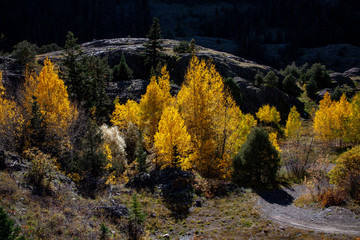 The Aspens of the Colorado rookies glow in the sun