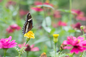 butterflies in a beautiful flower garden