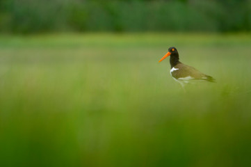 American Oystercatcher in Marsh